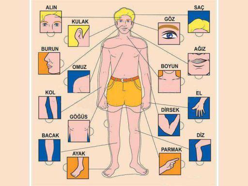 Vücut parçaları organlar